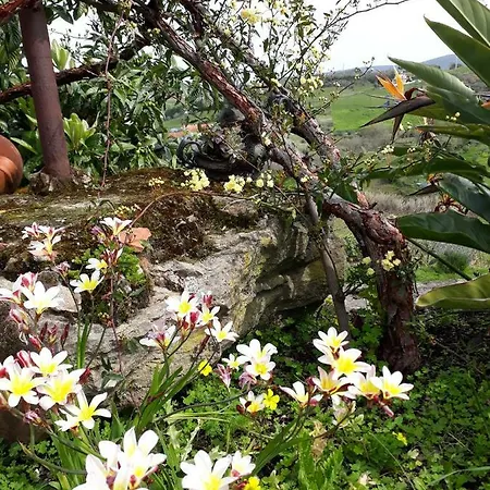 Vila Tipica Casa Portuguesa *